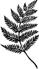 hand drawn fern © AWStudios