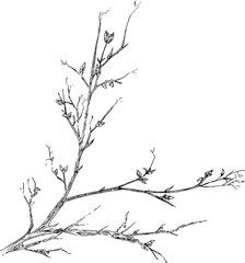 Hand drawn leaves on branch
