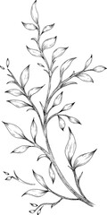 Fototapeta premium Hand drawn leaves on branch 