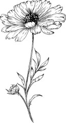 Hand Drawn Wild flowers