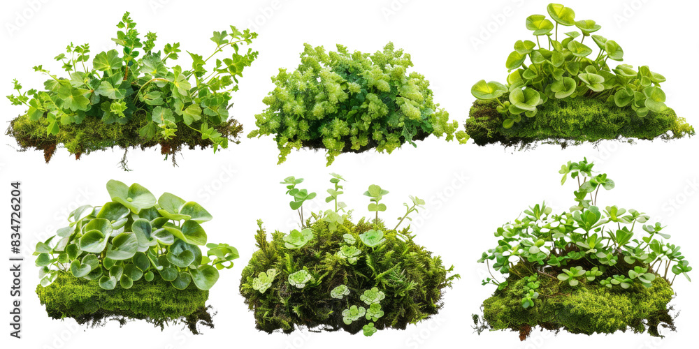 Aufkleber six different types of green moss isolated on a white background