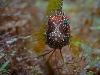 Close-up of a Blenny, Pulau Bangka, North Sulawesi, Indonesia