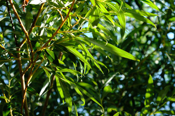 Willow tree leaves close-up. Nature background. Green foliage. Summer season. Sunny weather. The fast growing plant. Natural fresh backdrop. Beautiful wallpaper