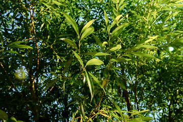 Willow tree leaves close-up. Nature background. Green foliage. Summer season. Sunny weather. The fast growing plant. Natural fresh backdrop. Beautiful wallpaper