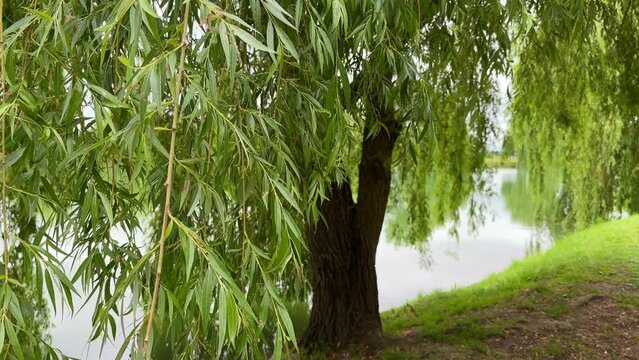 willow tree on the lake shore in the city park