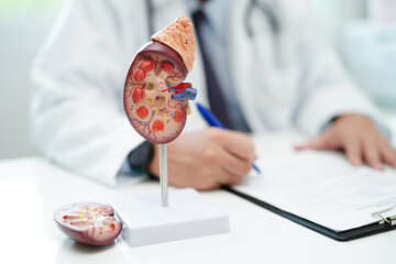 Chronic kidney disease, doctor with model for treatment urinary system, urology, Estimated...