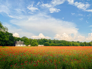 Pole czerwonych, jaskrawych maków, błękitne niebo, białe chmury, sielski wiejski pejzaż. © malgo_walko