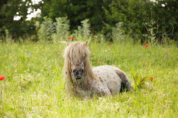 Poney couché © Camille