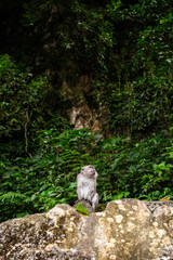 A Lone Monkey Perched Amidst Lush Greenery, Observing Quietly in Its Natural Forest Home