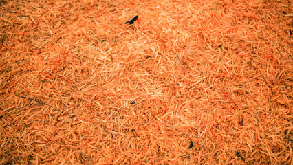 Nature’s Carpet: Vibrant Orange Wood Bark Spread Across the Forest Floor in Autumn Splendor