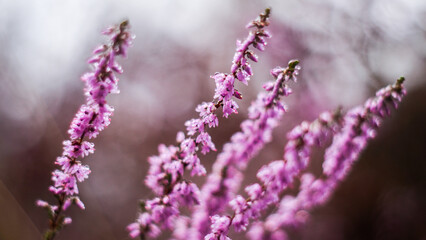 Macro de fleurs de bruyère, avec de la rosée dessus