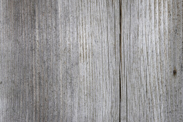 spruce plank detailed texture