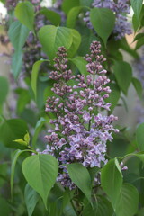 Lilac blossom. Beautiful purple flowers on a blurred green background. Close-up. Selective focus. Copyspace