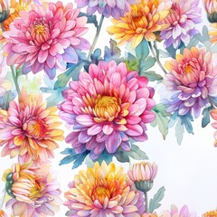 Obraz premium Beautiful watercolor chrysanthemums in full bloom showcasing vibrant colors and intricate details against a white background.