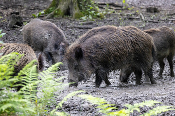 Wild boar (Sus scrofa) in the forest