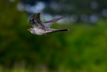 Cuckoo in flight