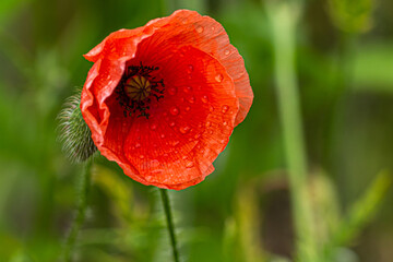red poppy in the field