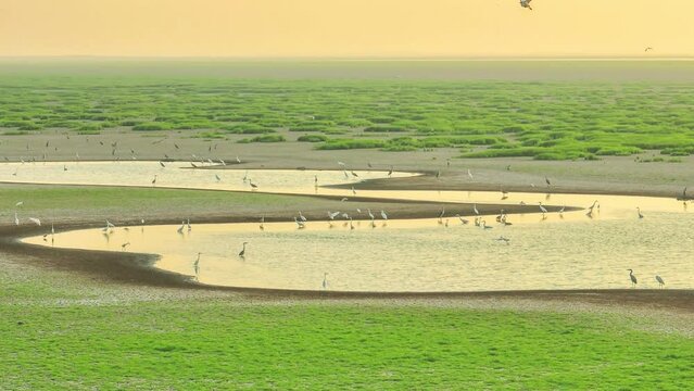 Aerial View of Migratory Birds at Poyang Lake, China