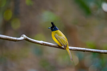 Black-crowned warbler (Pycnonotus Flaviventris) in rural Thailand