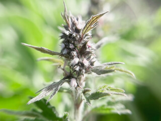 blooming medicinal plant motherwort close up