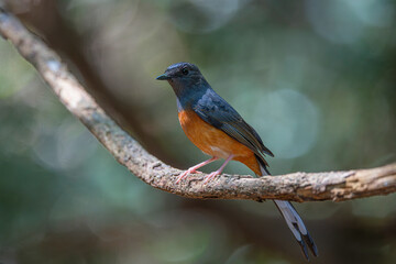 The male White-rumped Shama (Copsychus malabaricus) has a bright blue-black head and prominent white upperparts, a rump and a long blackish tail.