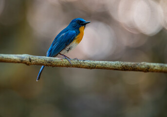 ( Tickell's blue flycatcher )Bird blue and orange color in nature, side view