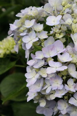 薄紫色のアジサイの花