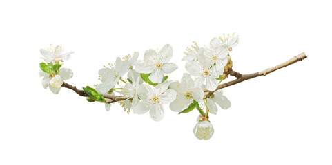 Cherry flowers isolated on white background. Spring cherry blossom. Isolated floral element for design.