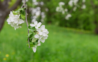 Apple tree flowers close up. Apple tree flowers on nature background. Branch of apple tree with white flowers and green leaves on spring day outdoors. Blooming apple tree. Floral background. 