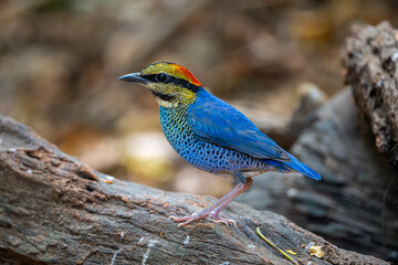 Beautiful adult Blue pitta (Hydrornis cyaneus) stand upon the rock in the nature, Khao Yai NP, Thailand.