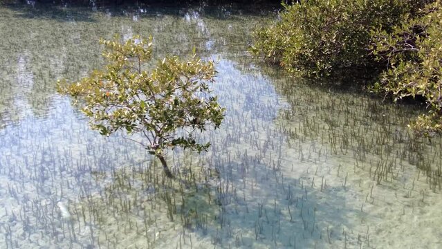 Mangroves natural habitat at Al Jubail Park in Abu Dhabi, UAE