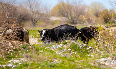 A herd of cows graze in a pasture on a green meadow. Animal husbandry and organic food concept.