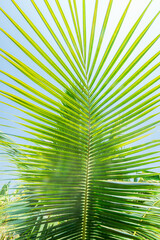 Green Coconut leaves tree plantation in nature the garden with daylight blue sky white clouds Background in Thailand.