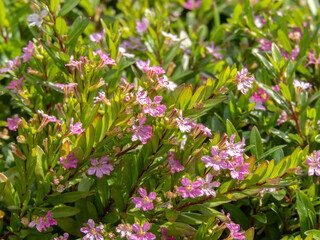 Cuphea hyssopifolia or false heather plant with pink flowers.