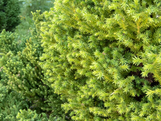 Cryptomeria japonica or Japanese cedar branches closeup.