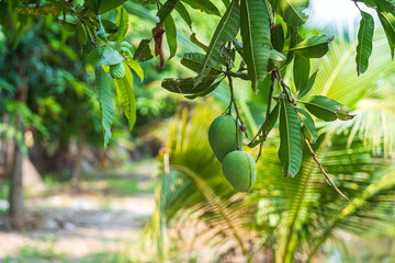 Close up of Fresh green Mangoes hanging on the mango tree in a garden farm with sunlight background...