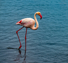 Flamingo in Walvis Bay, Namibia