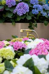 flowers in the garden