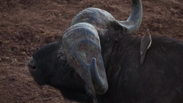 buffalo starling flew in and sat on the buffalo close-up horns