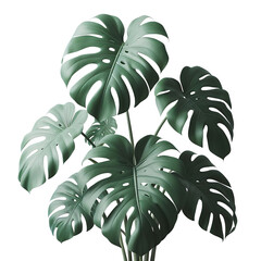 monstera deliciosa leaf plant