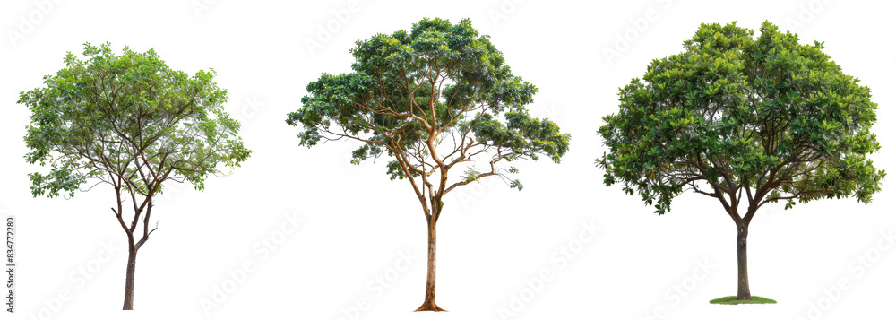 Poster Clipping path for tree isolate on white background