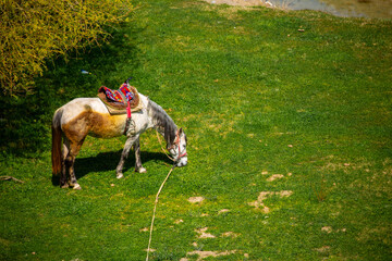 Harnessed horses stand in the mountains, waiting for tourists for a horseback ride. Hiking...