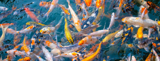 There are many colorful Japanese carp fish swimming in the water. Fish farm. The pond is teeming...