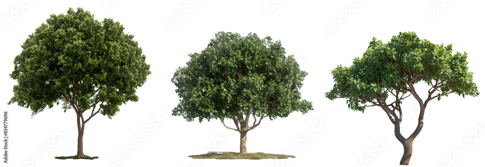 Canvas Prints A tree is isolated on a transparent background, rendered in 3D