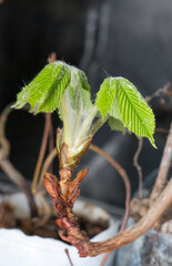 Chestnut Leafs objects and background.