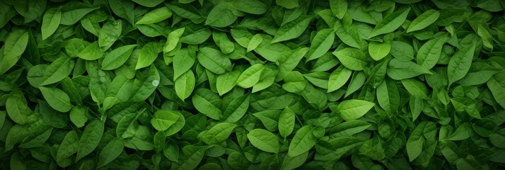 Lush green leaves background, horizontal blur featuring dense foliage with vibrant green colors and rich textures, creating a fresh and natural feel, ideal for a banner with space for text

Natural 
