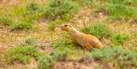 The gopher sits in the grass in the mountains, looks to the side, as if reading your text, studying, showing curiosity, interest. Copy space with place for text. Landscape with wild animals.