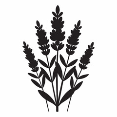 Lavender black and white silhouette of plant