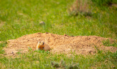 The gopher sits in the grass in the mountains, looks to the side, as if reading your text, studying, showing curiosity, interest. Copy space with place for text. Landscape with wild animals.