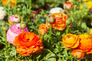 Blühende bunte Ranunkel Blumen  (Ranunculus asiaticus), Deutschland